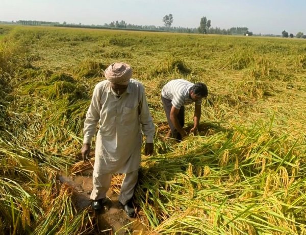 कई राज्यों में बारिश-तूफान से खरीफ फसलों को भारी नुकसान, धान कटाई प्रभावित