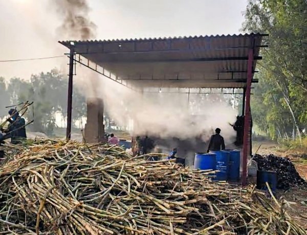 उत्तर भारत में बेमौसम बारिश से गन्ना कटाई और रबी बुवाई में देरी, दिवाली बाद शुरू होगी चीनी मिलों में पेराई