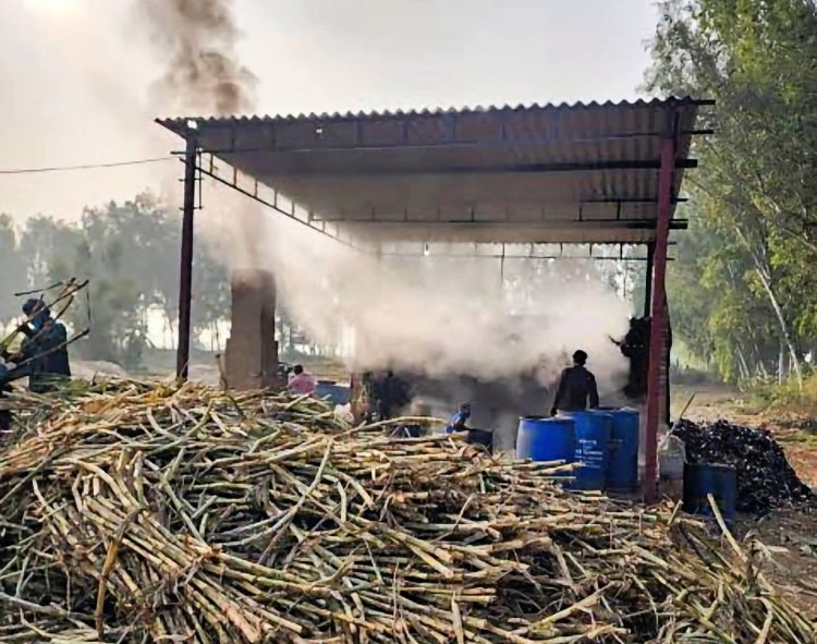 उत्तर भारत में बेमौसम बारिश से गन्ना कटाई और रबी बुवाई में देरी, दिवाली बाद शुरू होगी चीनी मिलों में पेराई