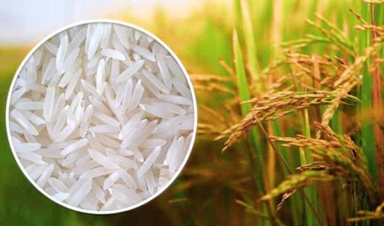 बासमती धान के दाम 5,000 रुपये प्रति क्विंटल के पार पहुंचे, निर्यात मांग से किसानों को मिल रहा बेहतर भाव